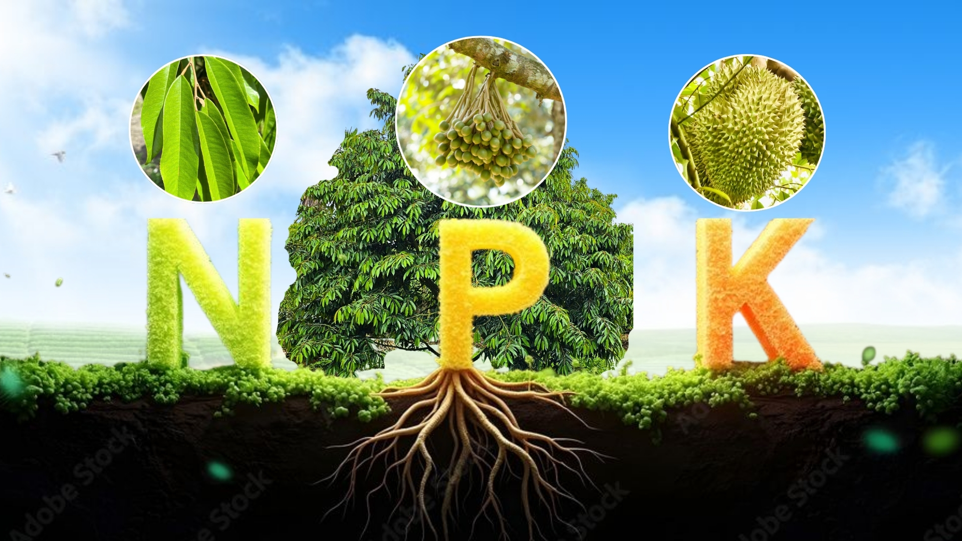 Phân bón NPK tỉ lệ can đối